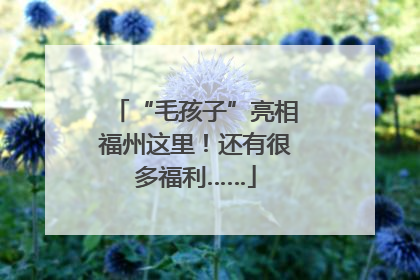 “毛孩子”亮相福州这里！还有很多福利……