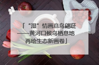 “湿”情画意鸟翩跹——黄河口候鸟栖息地再绘生态新画卷