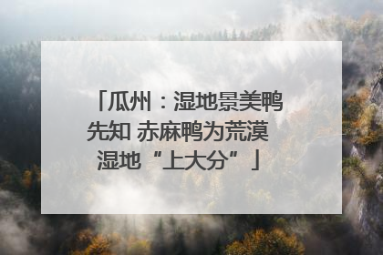 瓜州：湿地景美鸭先知 赤麻鸭为荒漠湿地“上大分”