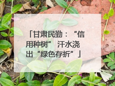 甘肃民勤：“信用种树” 汗水浇出“绿色存折”