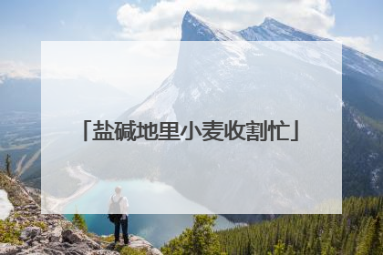 盐碱地里小麦收割忙