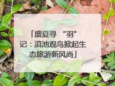 盛夏寻 “羽” 记：滇池观鸟掀起生态旅游新风尚