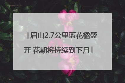 眉山2.7公里蓝花楹盛开 花期将持续到下月