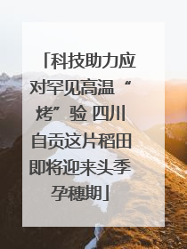 科技助力应对罕见高温“烤”验 四川自贡这片稻田即将迎来头季孕穗期