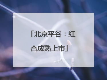 北京平谷：红杏成熟上市
