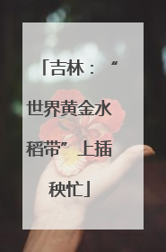 吉林：“世界黄金水稻带”上插秧忙