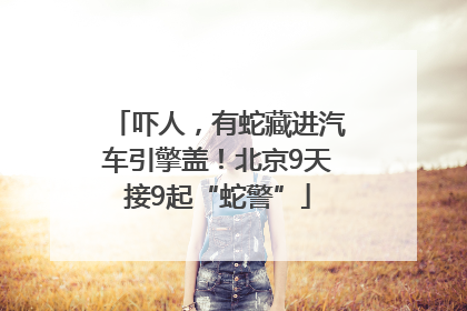吓人，有蛇藏进汽车引擎盖！北京9天接9起“蛇警”