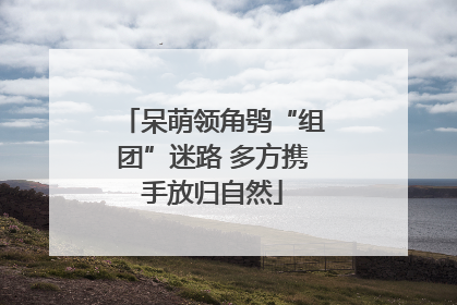 呆萌领角鸮“组团”迷路 多方携手放归自然