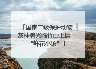 国家二级保护动物灰林鸮光临竹山上庸“鲜花小镇”