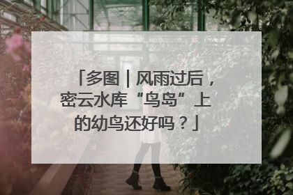 多图｜风雨过后，密云水库“鸟岛”上的幼鸟还好吗？