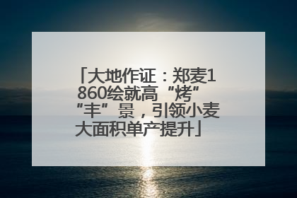 大地作证：郑麦1860绘就高“烤”“丰”景，引领小麦大面积单产提升