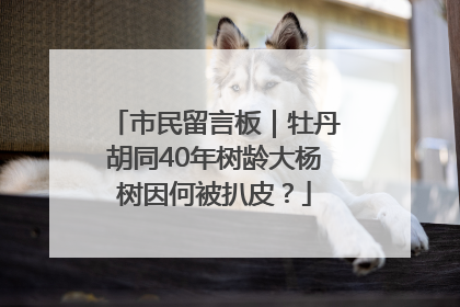 市民留言板｜牡丹胡同40年树龄大杨树因何被扒皮？
