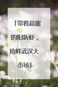 带着晨露的阳新虾，抢鲜武汉大市场