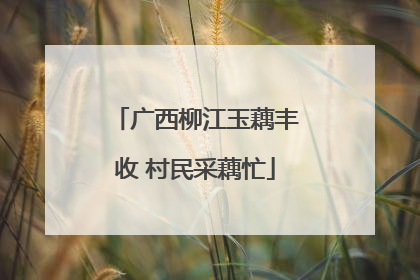 广西柳江玉藕丰收 村民采藕忙