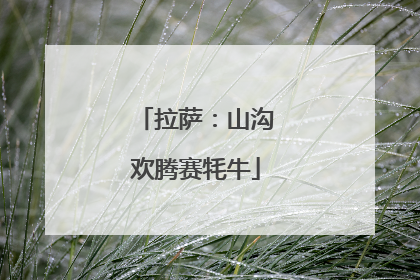 拉萨：山沟欢腾赛牦牛