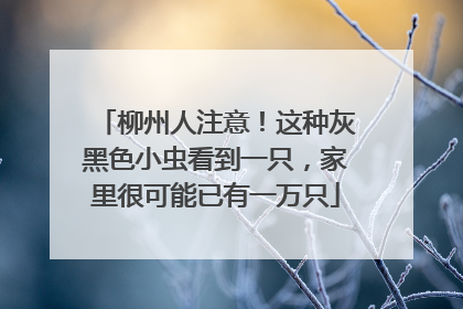 柳州人注意！这种灰黑色小虫看到一只，家里很可能已有一万只