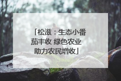 松滋：生态小番茄丰收 绿色农业助力农民增收
