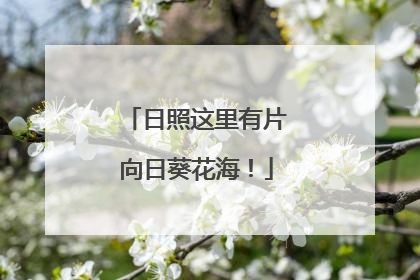日照这里有片向日葵花海！