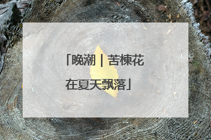 晚潮｜苦楝花在夏天飘落
