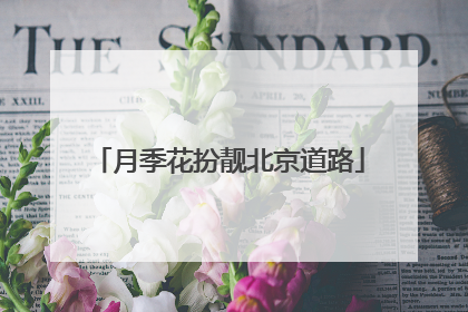 月季花扮靓北京道路