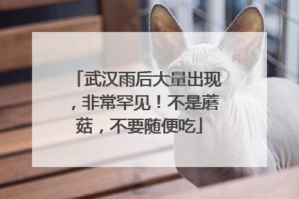 武汉雨后大量出现，非常罕见！不是蘑菇，不要随便吃