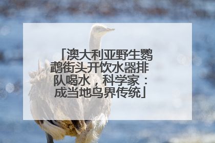 澳大利亚野生鹦鹉街头开饮水器排队喝水，科学家：成当地鸟界传统