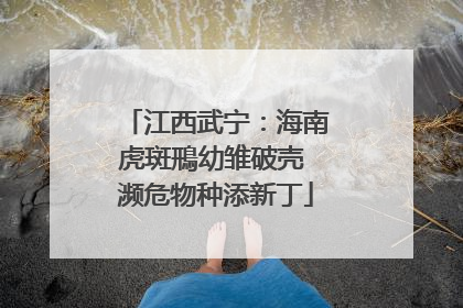 江西武宁：海南虎斑鳽幼雏破壳 濒危物种添新丁