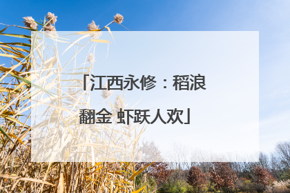 江西永修：稻浪翻金 虾跃人欢