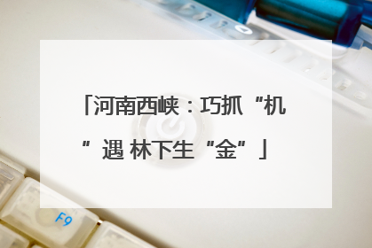 河南西峡：巧抓“机”遇 林下生“金”