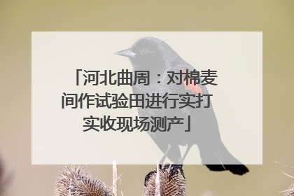 河北曲周：对棉麦间作试验田进行实打实收现场测产