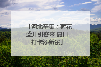 河北辛集：荷花盛开引客来 夏日打卡添新景