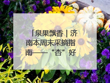 泉果飘香｜济南本周末采摘指南——“杏”好遇见你！
