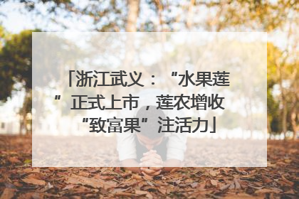 浙江武义：“水果莲”正式上市，莲农增收“致富果”注活力