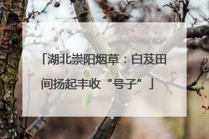 湖北崇阳烟草：白芨田间扬起丰收“号子”