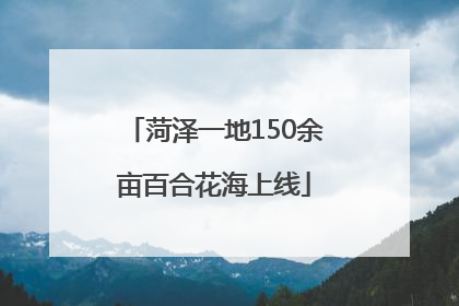 菏泽一地150余亩百合花海上线