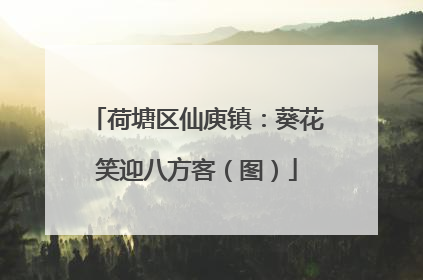 荷塘区仙庾镇：葵花笑迎八方客（图）