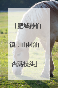 肥城孙伯镇：山村油杏满枝头
