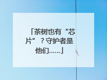 茶树也有“芯片”？守护者是他们……