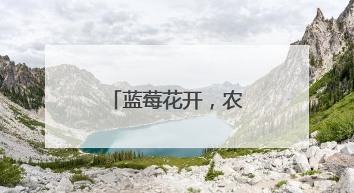 蓝莓花开，农民增收笑开怀