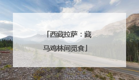 西藏拉萨：藏马鸡林间觅食