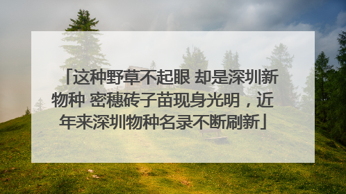 这种野草不起眼 却是深圳新物种 密穗砖子苗现身光明，近年来深圳物种名录不断刷新