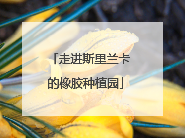 走进斯里兰卡的橡胶种植园