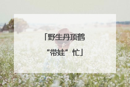 野生丹顶鹤“带娃”忙