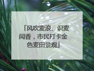 风吹麦浪、识麦闻香，市民打卡金色麦田景观
