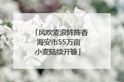 风吹麦浪阵阵香 海安市55万亩小麦陆续开镰