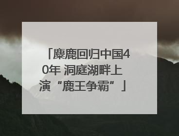 麋鹿回归中国40年 洞庭湖畔上演“鹿王争霸”