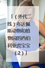 （外代二线）布达佩斯动物和植物园的西伯利亚虎宝宝（2）